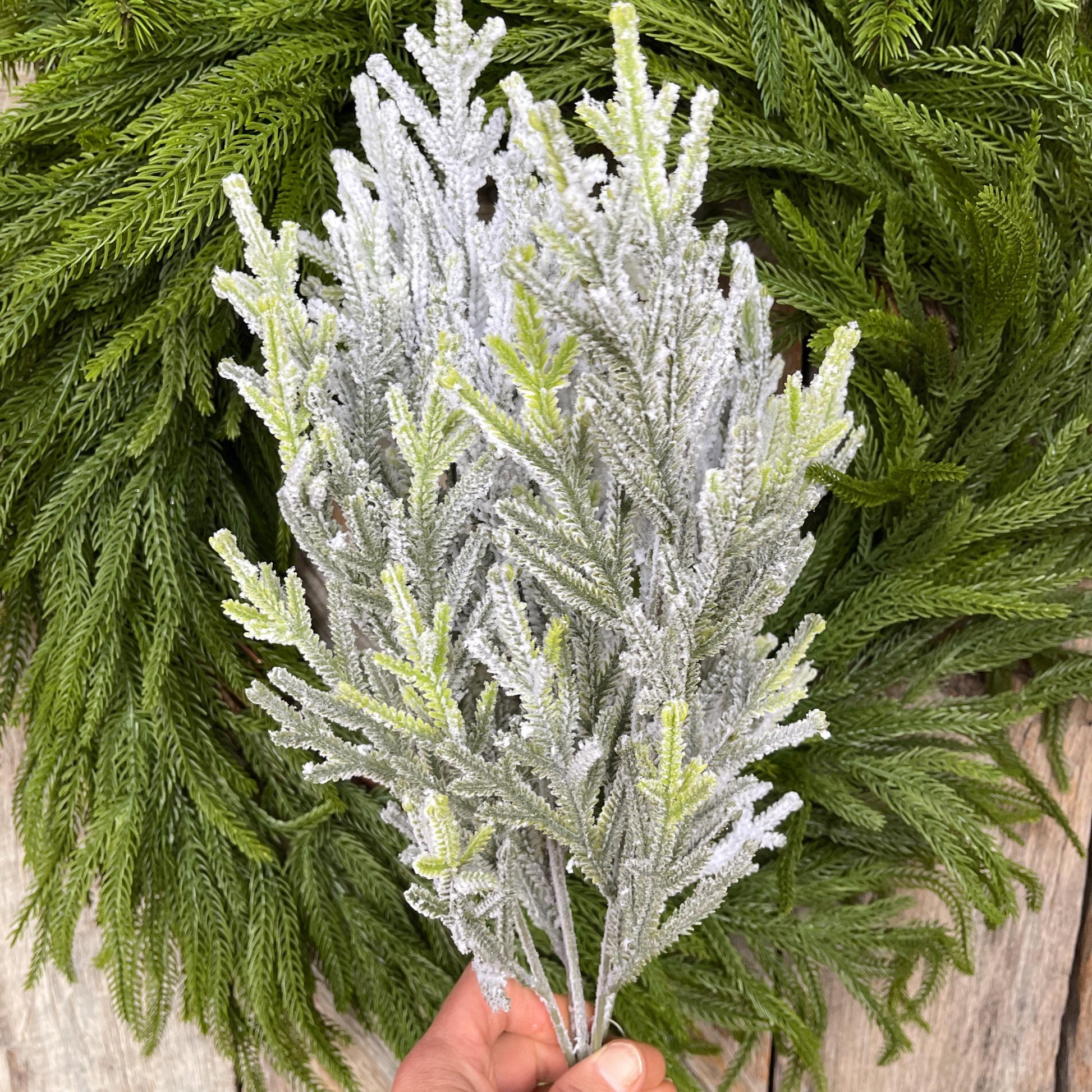 20" Flocked Norfolk Pine Bush, Flocked Pine Bush, Flocked Greenery