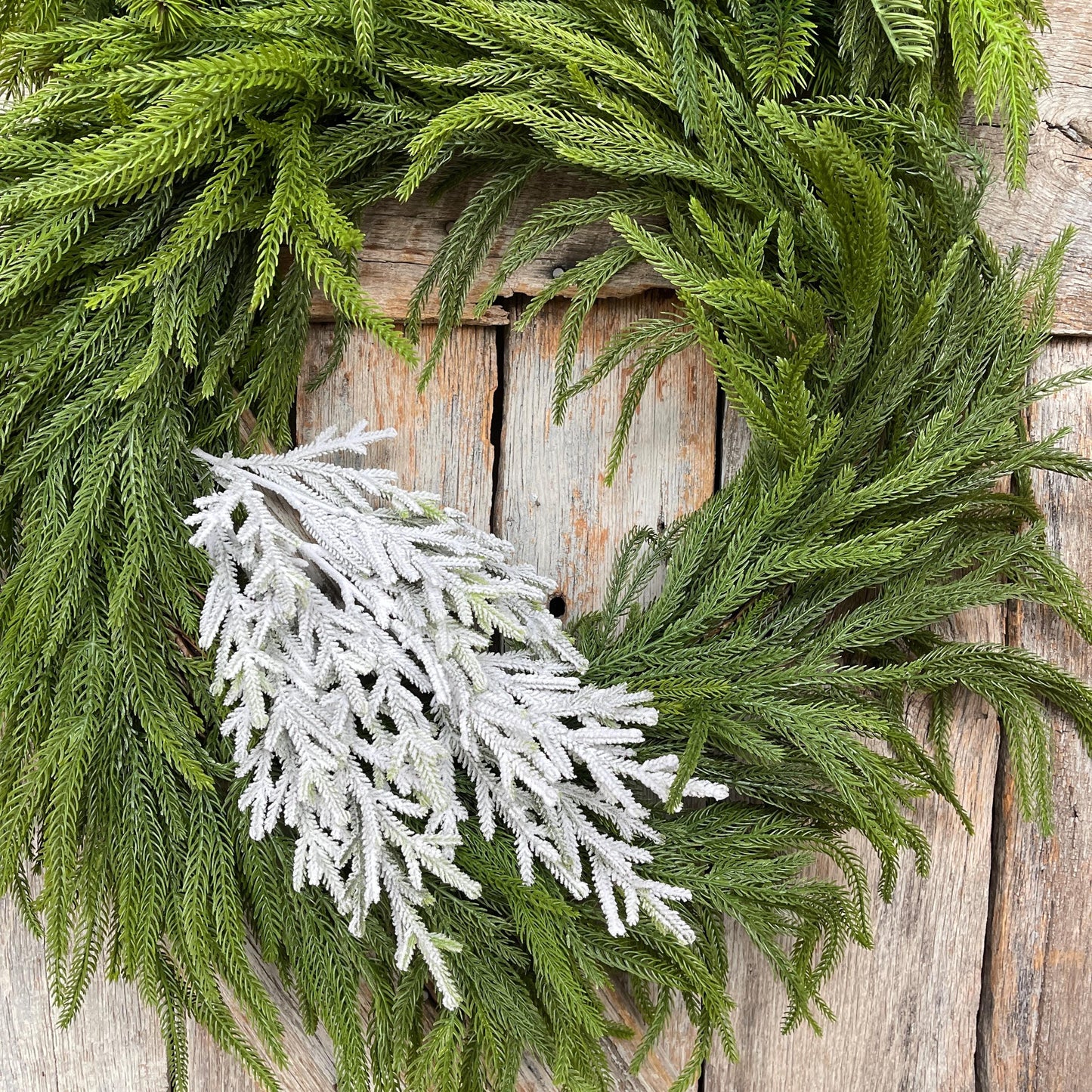 24" Flocked Norfolk Pine Spray, Flocked Pine Spray, Flocked Greenery