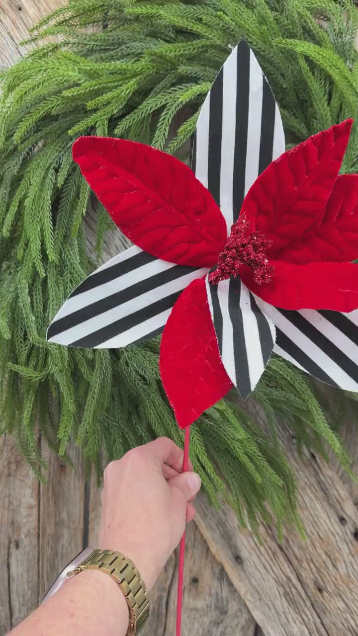 24" Red Velvet Poinsettia with Black and White Stripes