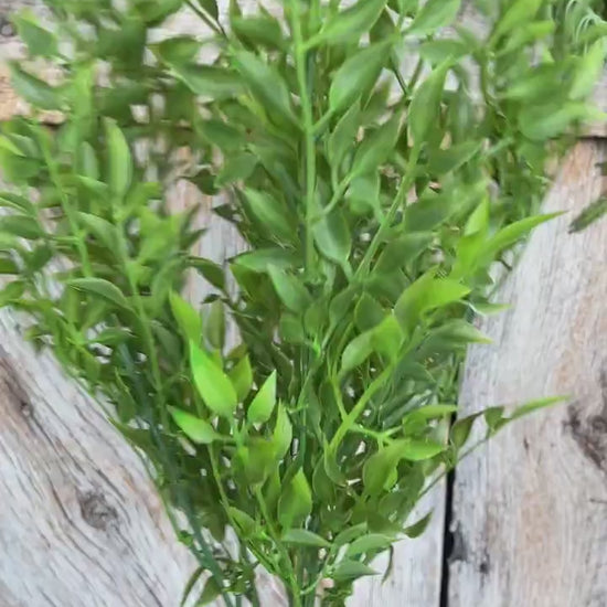 18" Green Similax Bush, Greenery Bush, Spring Greenery